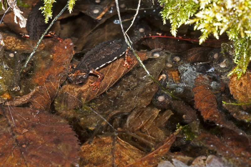 Salamandrina perspicillata in ovodeposizione